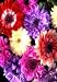 Anemone coronaria (Semi-Double) St. Brigid Mixed (10 Bulbs)