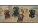 Hunting Dog Wallpaper Border