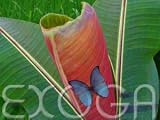 Eigenschaften Exoga  / Musa sikkimensis - Banane Darjeeling - Samen