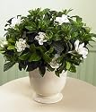 Potted Gardenia in Basket