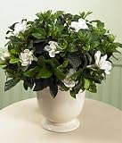 Potted Gardenia in Basket