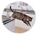 Pet Supplies : Sentry Spray Kit
