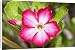 Canvas Prints of Flowers of Desert Rose from Ardea Wildlife Pets