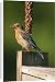 Canvas Prints of Eastern Bluebird - Female at nestbox from Ardea Wildlife Pets