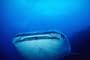 Shark Encounters