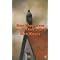 Top 10 20th Century Fiction