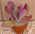 Blushing Hearts Plant - Kalanchoe - Easy to grow/Hard to kill! - 3" Pot