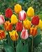 Darwin Hybrid Tulip 25 Bulbs: Tequila Sunrise Mix