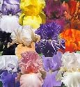 Grand Spectacular Iris Collection 24 Rhizomes 12 Types