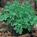 Parsley Plain Leaved - Herb garden - 500 SEEDS