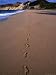 Footprints on the Uncrowded Beach of Grand Anse, Les Saintes, Guadeloupe Art Styles P...