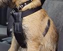 Dog Car Seat & Walking Harness - Small