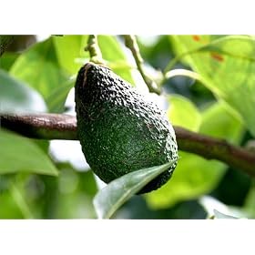 Avocado-HASS