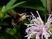 A Hummingbird Sphinx Moth Sticks out its Tongue to Eat from a Flower Animals Photogra...