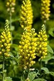 Snapdragon Flowers, Yellow, Wholesale Box
