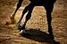 Wallmonkeys Peel and Stick Wall Decals - Horse Galloping on the Sand - Removable Graphic