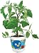 Backyardigans Backyard Vegetables Tomato
