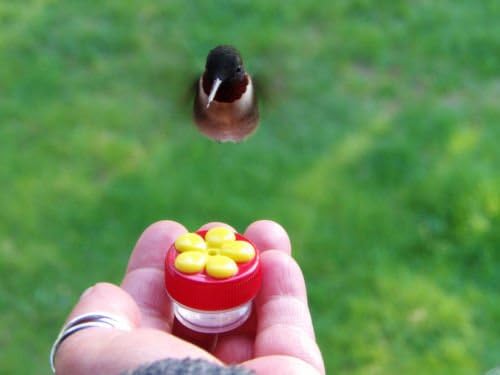 5 Mini Handheld Hummingbird Feeders with Instructions and Natural Nesting Material (5 Pcs) By Old Hummby