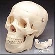 `Skull