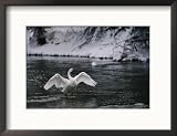 Adult Trumpeter Swans Lifting its Wings on the Snow-Banked Madison River Art Styles Framed Photographic Poster Print by Raymond Gehman, 21x17