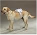 Dog Ring Bearer Pillow - Aria Ring Bearer Pillows for Pets - White