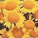 GOLDEN MARGUERITE  50 Seeds - Anthemis Sancti-Johannis