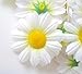(100) Silk White Gerbera Daisy Flower Heads , Gerber Daisies - 1.75