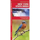 new york state birds a folding pocket guide to familiar species pocket naturalist guide series