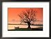 Bare Tree and Boat on Edge of Taungthaman Lake at Sunrise, Amarapura, Mandalay, Myanmar (Burma) Collections Framed Photographic Poster Print by Anders Blomqvist, 21x17