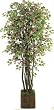 6' Deluxe Bougainvillea Tree
