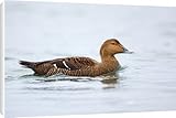 Canvas Prints of Eider Duck - female from Ardea Wildlife Pets