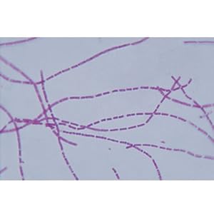 Cells, Site License/Single Building