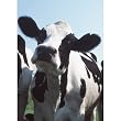 Holstein Cow (Close-Up, Front) Art Poster Print - 11x17