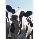 Holstein Cow (Close-Up, Front) Art Poster Print - 11x17