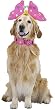 Pet Butterfly Dog Halloween Costume For Large Dogs