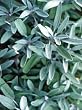 sage essential oil