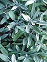 sage essential oil