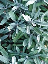 sage essential oil