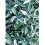 sage essential oil