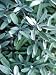 sage essential oil