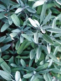 sage essential oil by faerie's finest