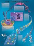 DNA Chart - The Human Genotype