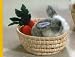 Althans Hase mit Karotten im Korb 15 cm grau