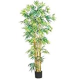 IMAGE OF 5 ft. Multi Bambusa Bamboo Silk Tree