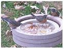 Songbird Essentials SE6017 Raft Bird Accessory