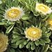 Thompson & Morgan Aster 'Hulk' Flower Seeds