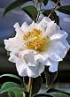 Camellia Silver Waves Five Gallon Plant by Monrovia Growers