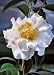 Camellia Silver Waves Five Gallon Plant by Monrovia Growers