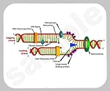 DNA Replication Mouse Pad