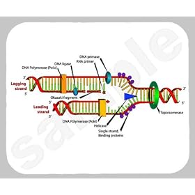 DNA Replication Mouse Pad